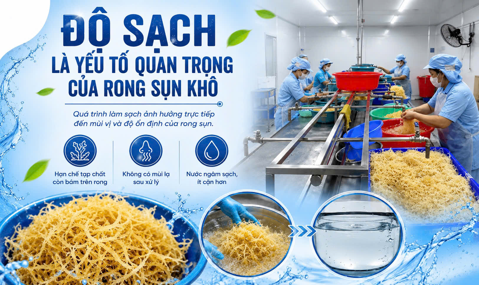 Độ sạch của rong sụn là yếu tố rất quan trọng