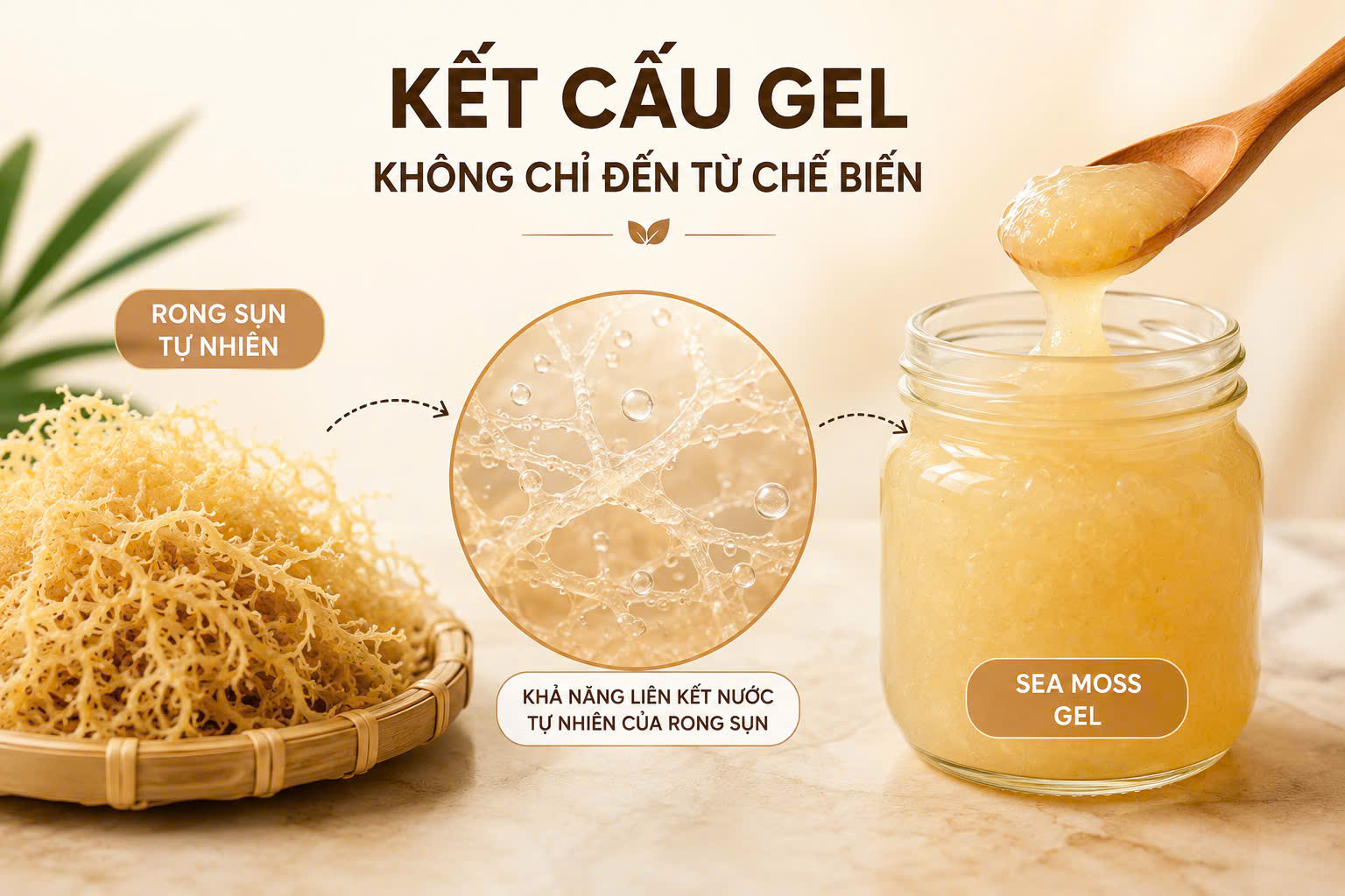 Kết cấu Gel không chỉ đến từ chế biến - khả năng liên kết nước tự nhiên của Rong sụn