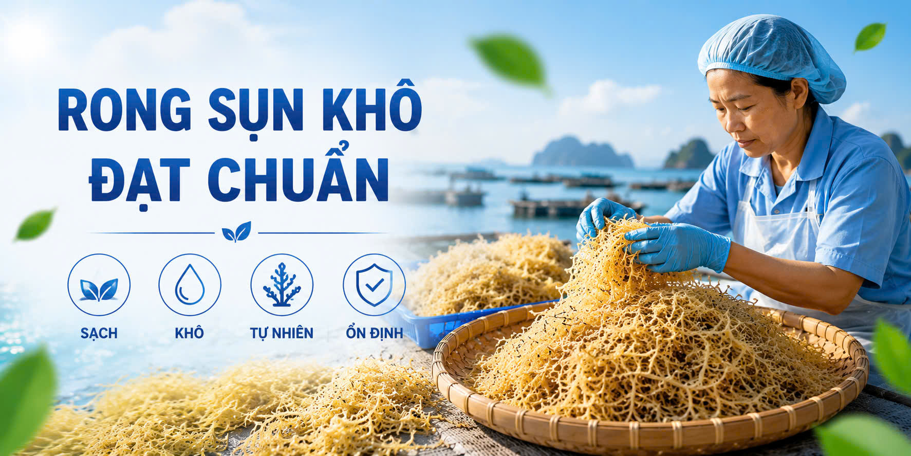 Rong sụn là gì? 5 Công dụng, cách chế biến và địa chỉ mua.
